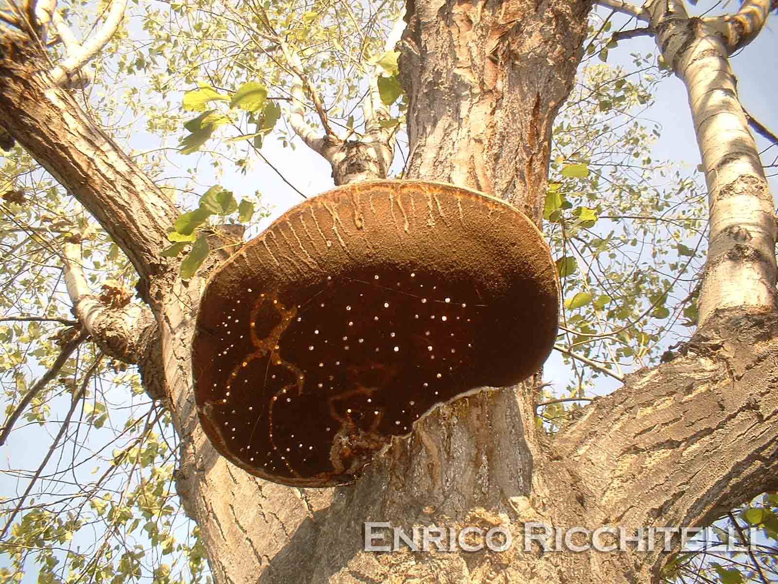 Aphyllophorales (Inonotus hispidus)